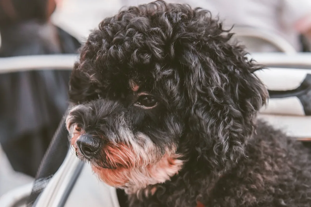 Petit chien noir installé dans un sac de transport souple, la tête sortie