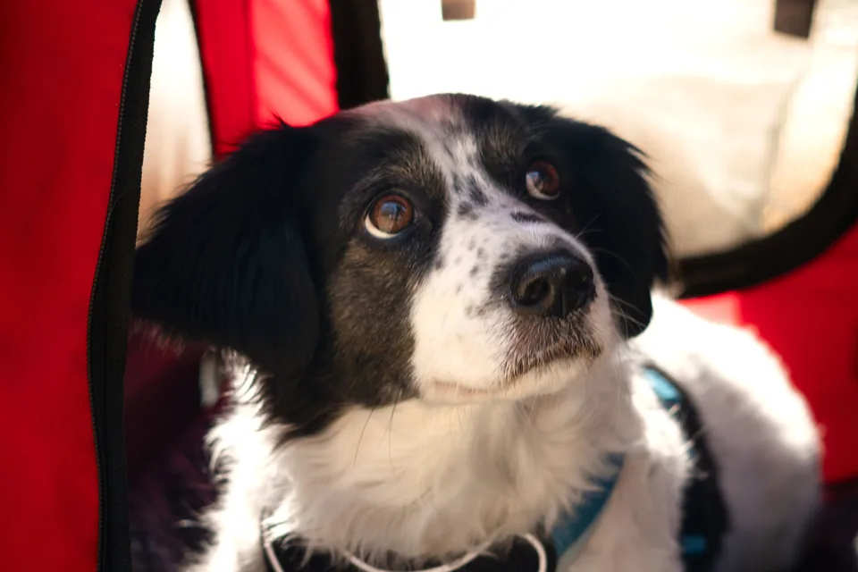 Chien portant un harnais à l’intérieur d’un sac de transport rouge ouvert.