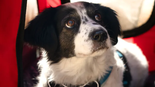Chien portant un harnais à l’intérieur d’un sac de transport rouge ouvert.